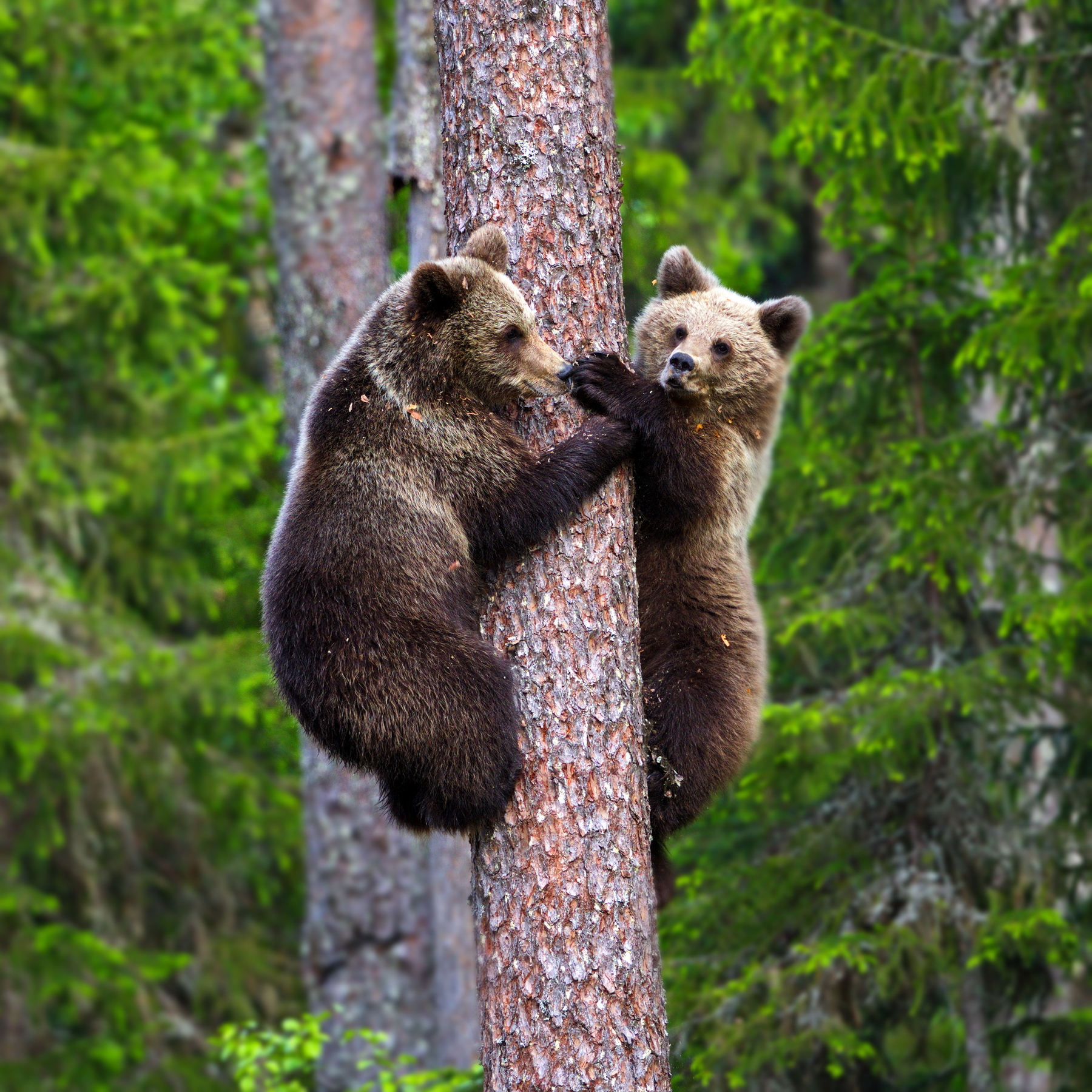 Дика карелия дика. Бурый медведь. Медведь в Карелии. Медвежонок на дереве. Дикие животные Карелии.