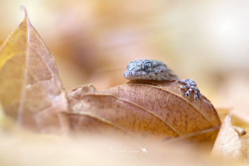 Фото Лягушка на осеннем листке, by Maria Luisa Milla