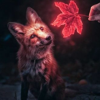Фото Лиса смотрит на кленовый листик в руке человека