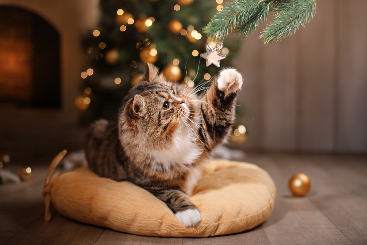 Фото Кошечка протянула лапку к елочной ветке в комнате с новогодней елкой