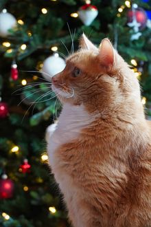 Скачать Новогодних Котов