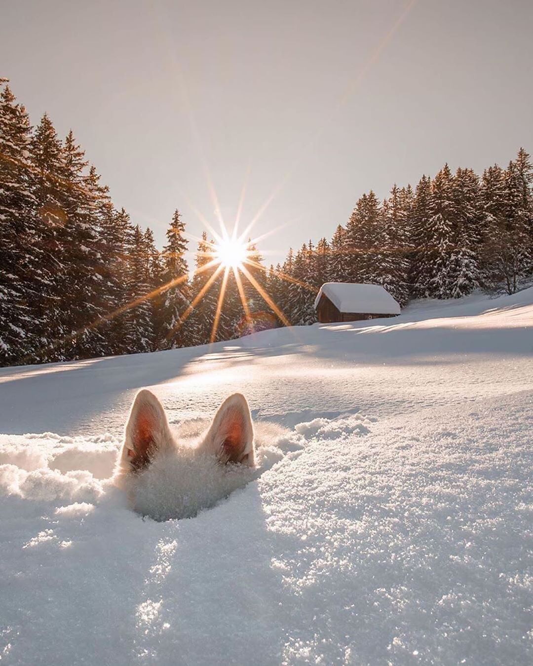 Фото Пес в снегу