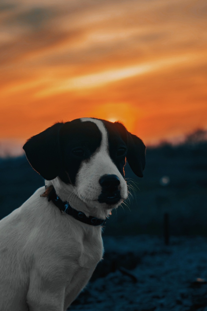 Фото Пес на фоне неба на закате