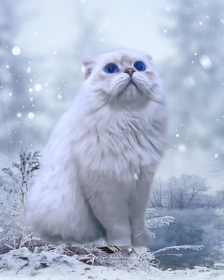 Фото Белая кошка сидит под снегопадом, by Anna Mari K. Priеsner - annamarikp
