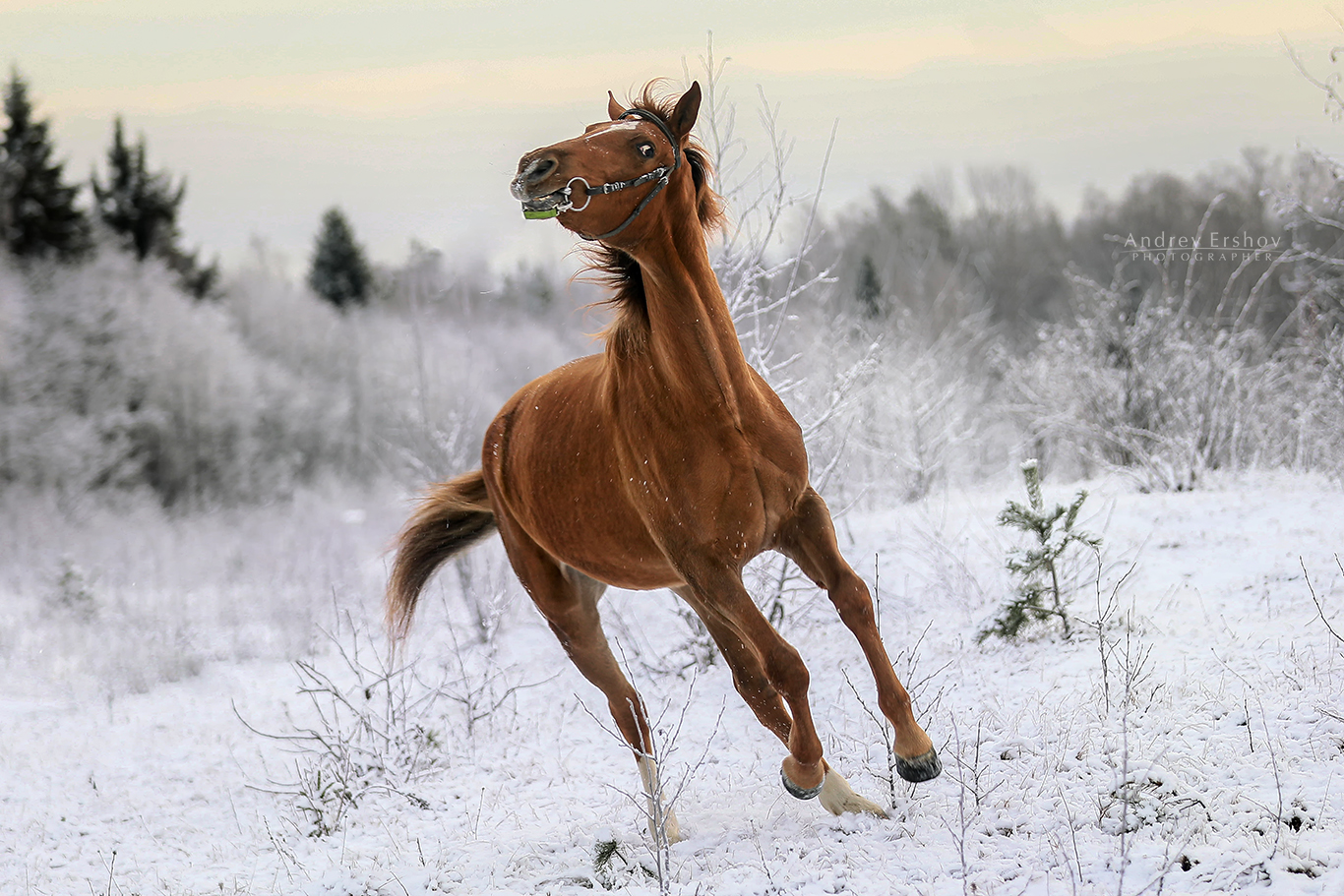 Стоковые фотографии по запросу Лошадь снег