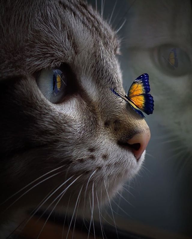 Фото Кошка с бабочкой на носу