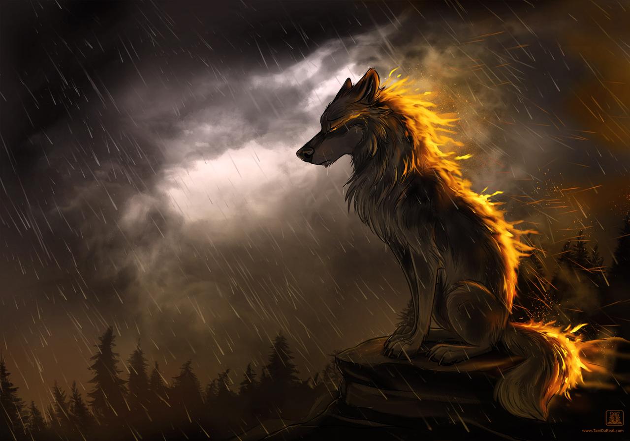 Фото Волк под дождем, by TaniDaReal