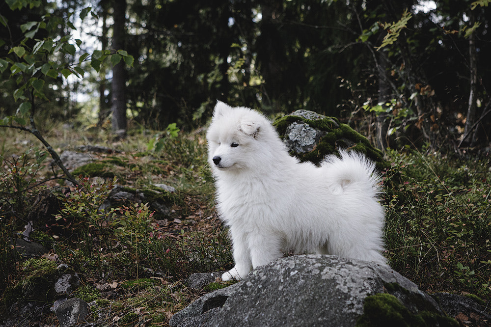 Фото Самоедская собака сидит на земле, by Juhani Viitanen