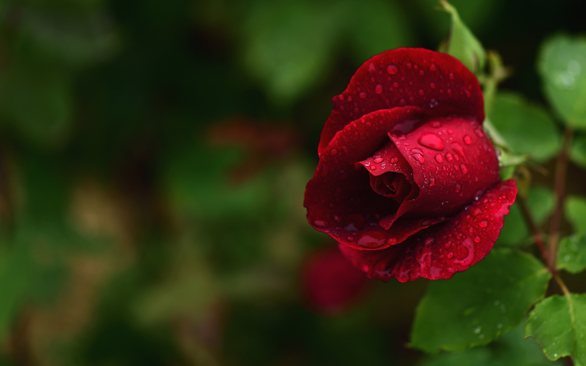 Фото Красная роза в каплях росы на размытом фоне