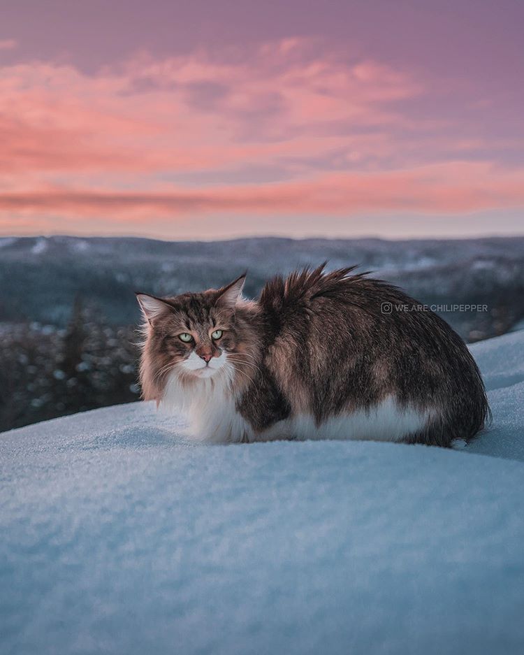 Фото Кошка на снегу, by we. are. chilipepper