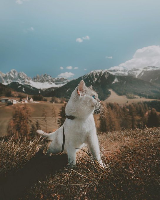 Фото Белая кошка на траве, by lyo. thecat