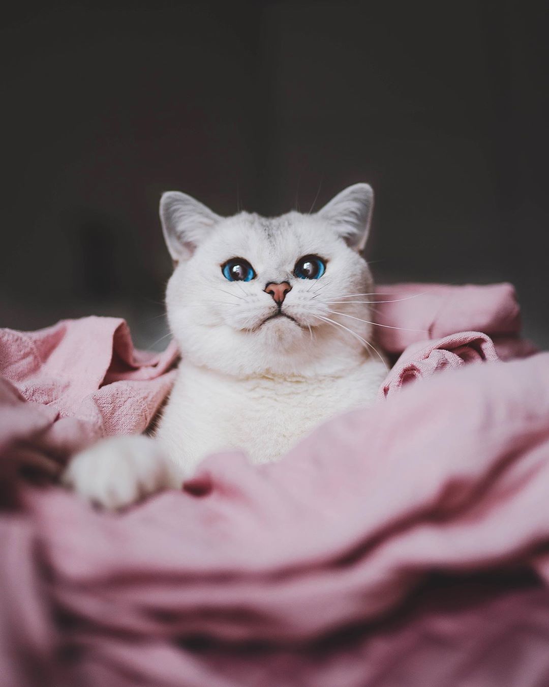 Фото Белая кошечка в розовом покрывале, by lyo. thecat