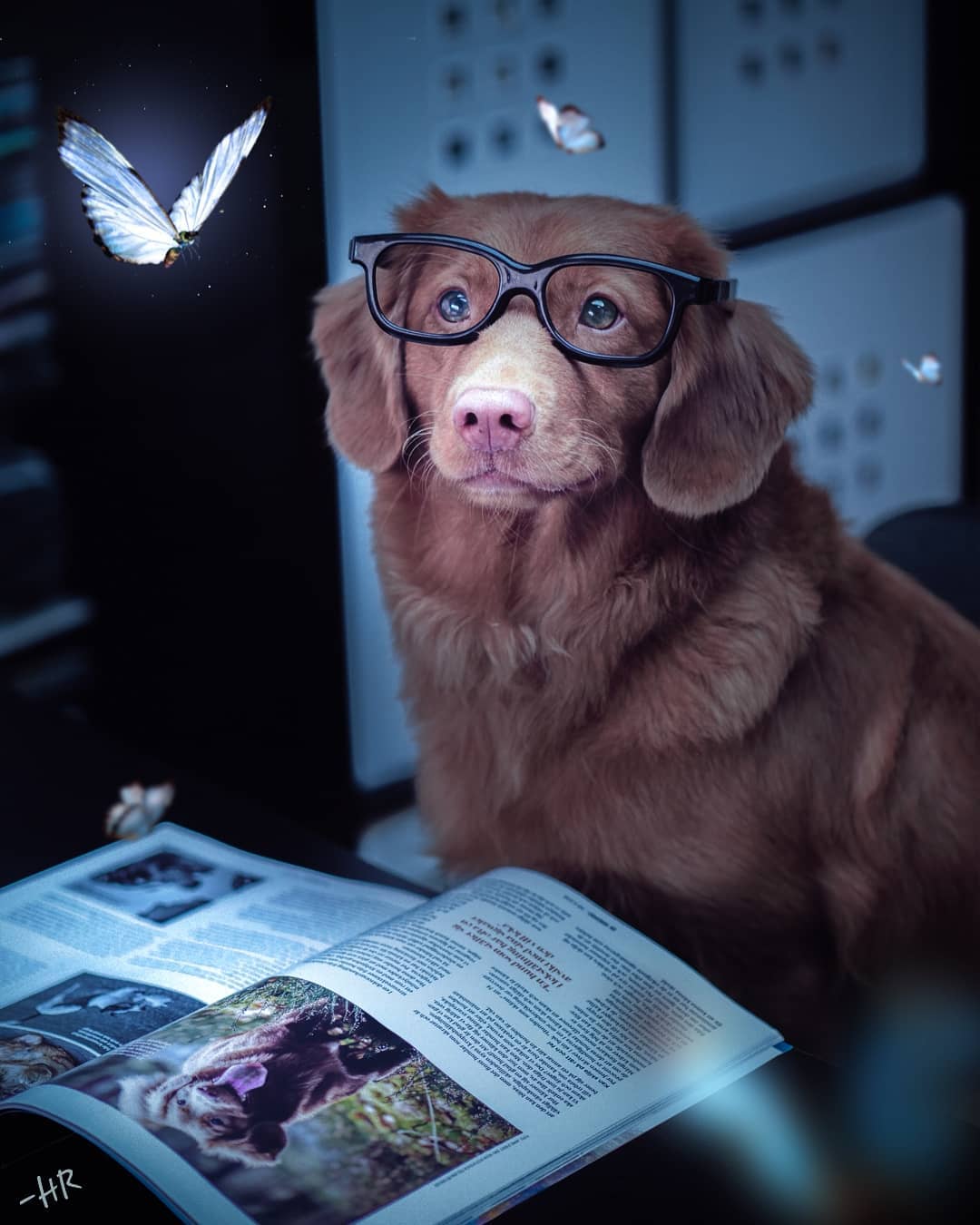 Фото Пес в очках сидит перед открытым журналом про собак, вокруг летают бабочки, by hrdesignz