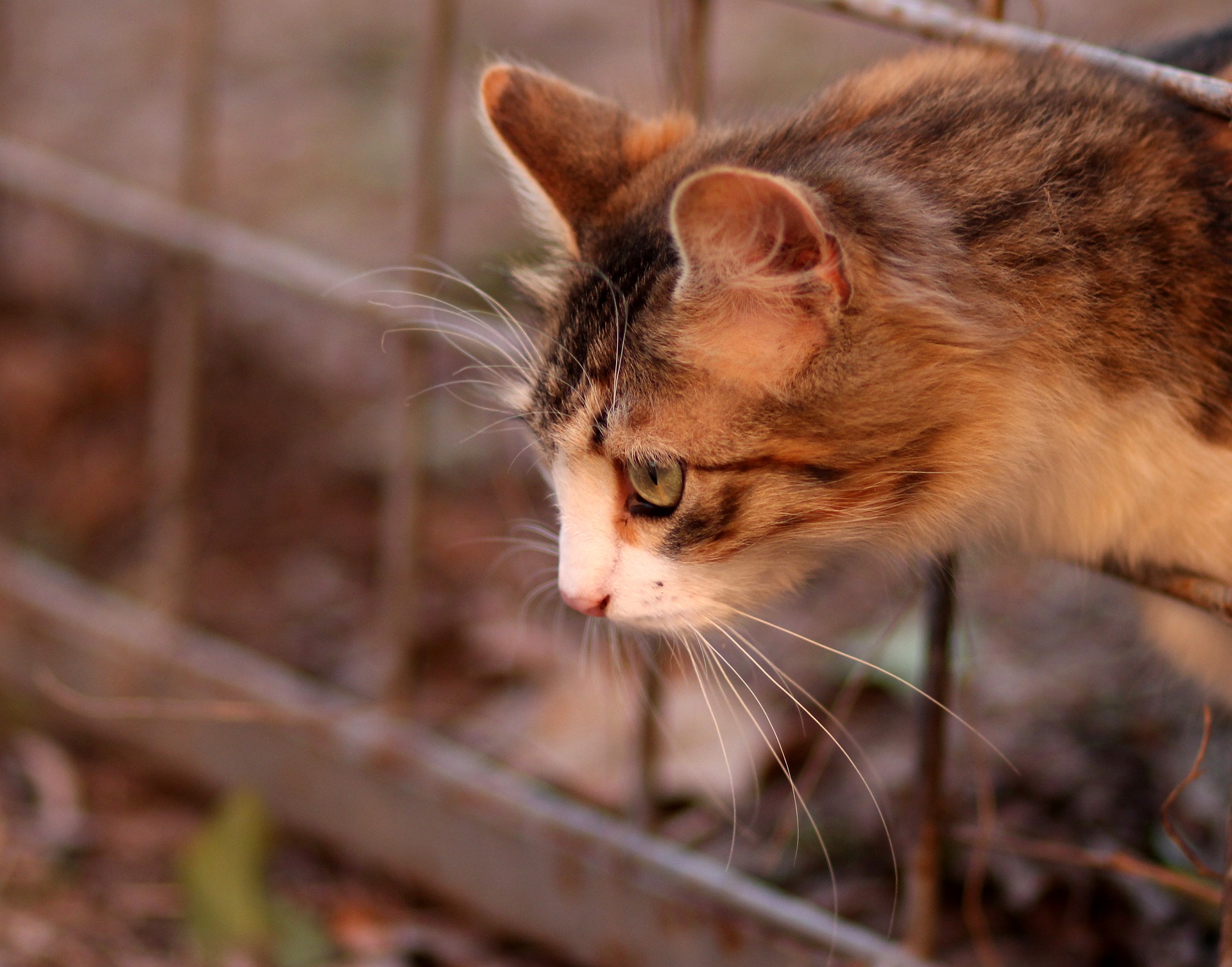Фото Кошка на заборе, фотограф Adina Voicu