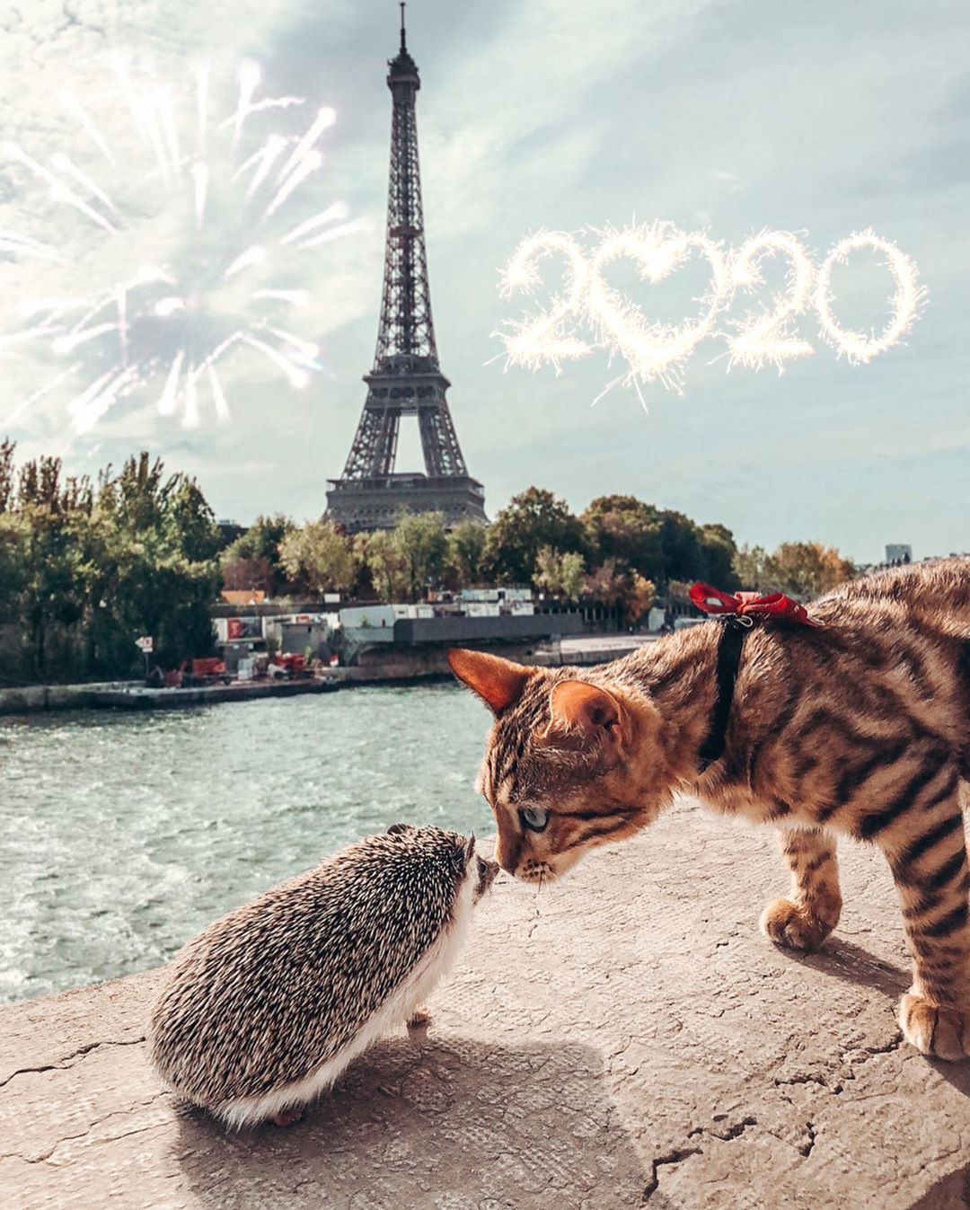 Фото Ежик и котенок на фоне новогоднего фейерверка, by mr. pokee (2020)