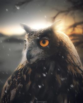 Фото Сова под падающим снегом, by hrdesignz