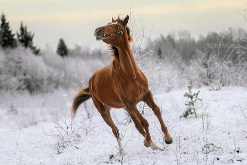 Лошадь и снег
