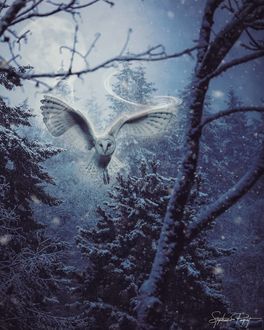 Фото Сова в зимнем лесу, by Stephanie Paquot