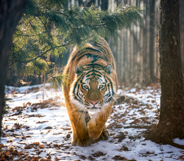 Тигр в хвойном лесу