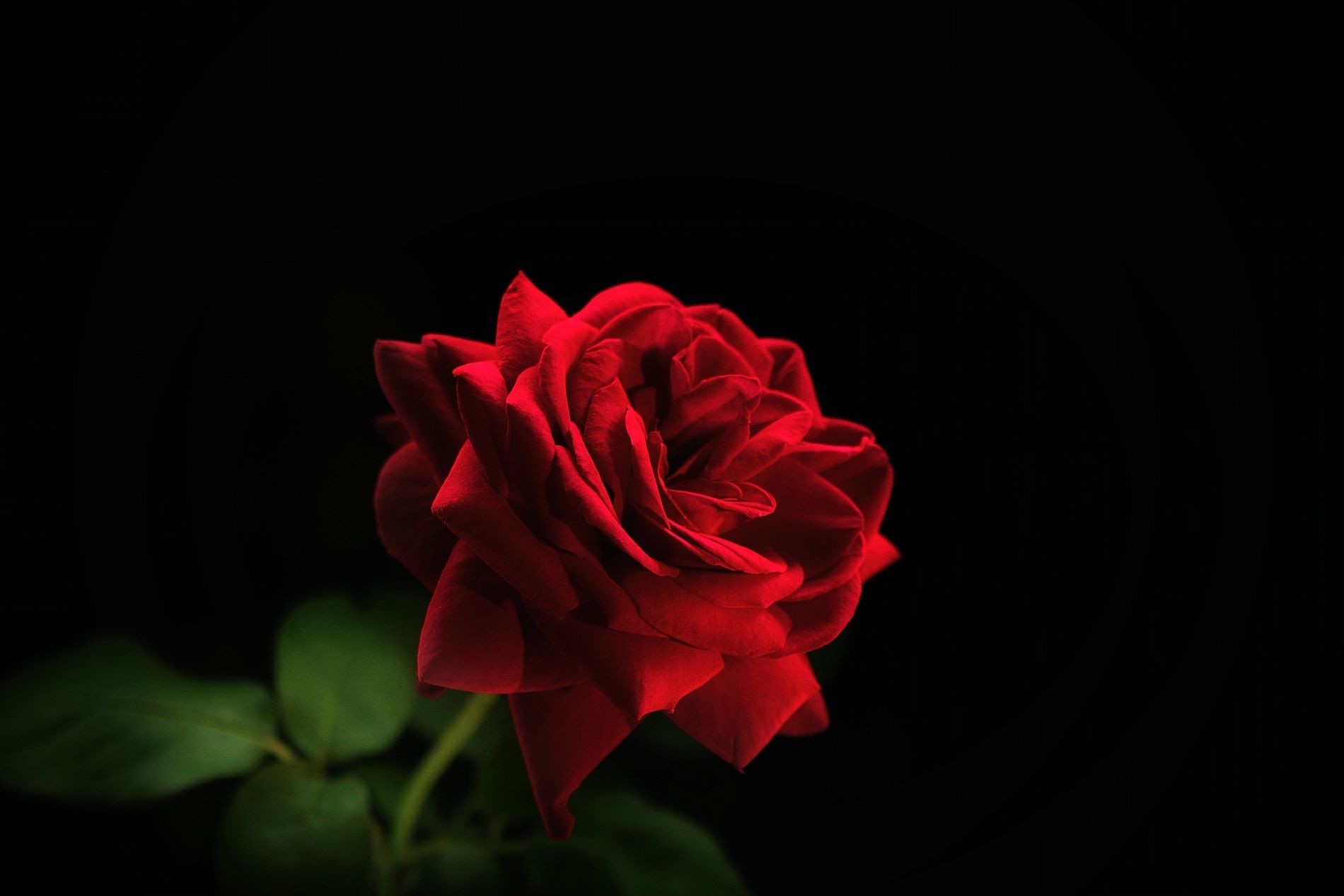 Фото красной розы на черном фоне