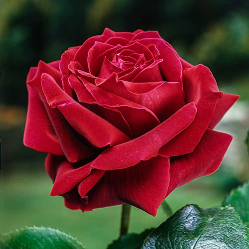 Фото Бордовая роза на размытом фоне