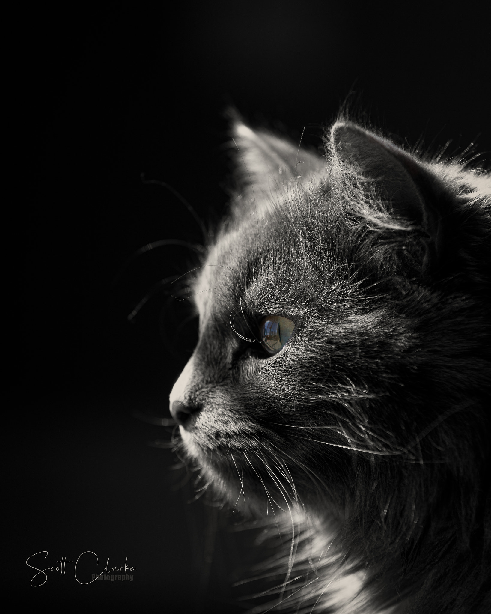 Фото Кот в профиль на черном фоне, by Scott Clarke