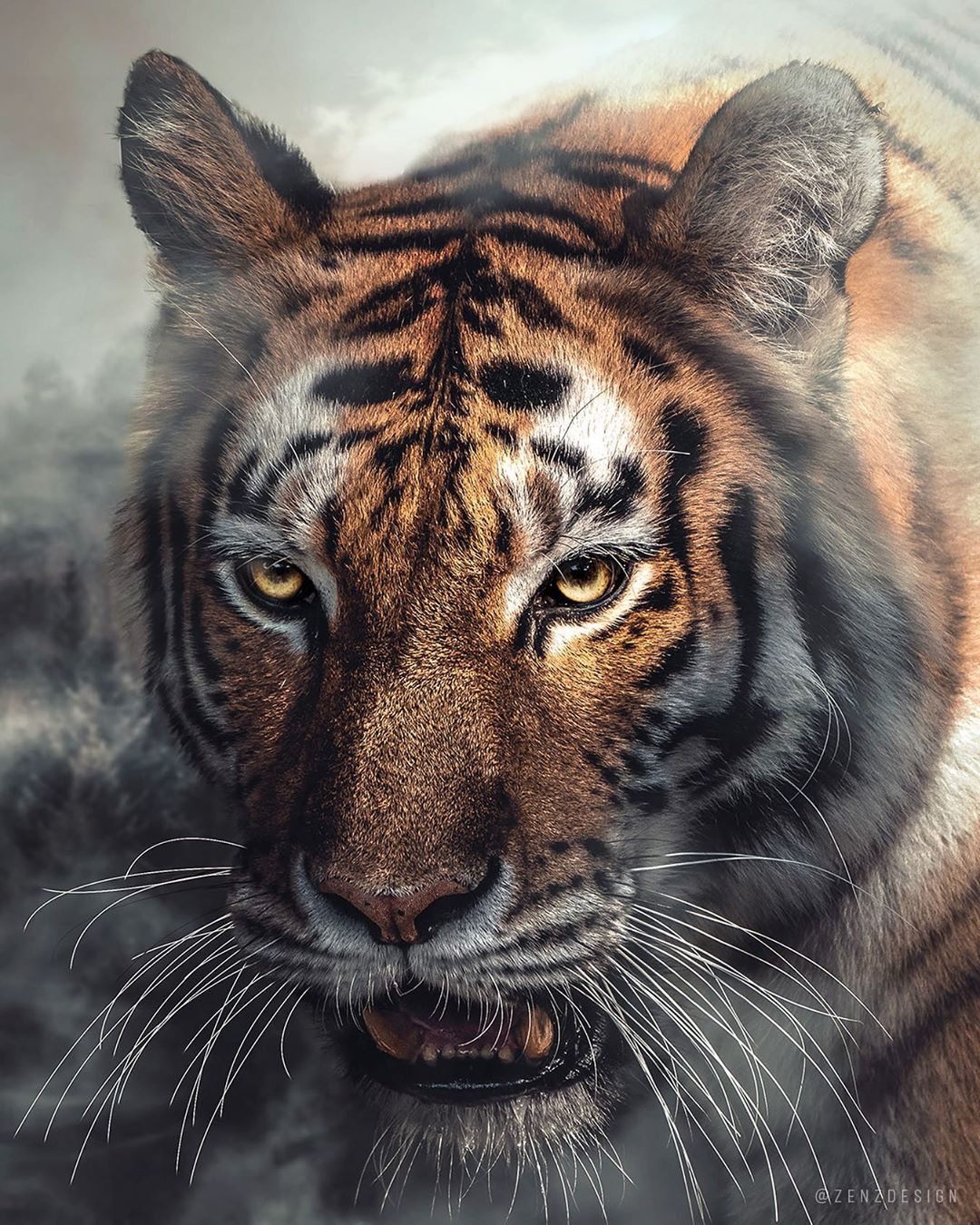 Фото Тигр в дымке, by zenzdesign
