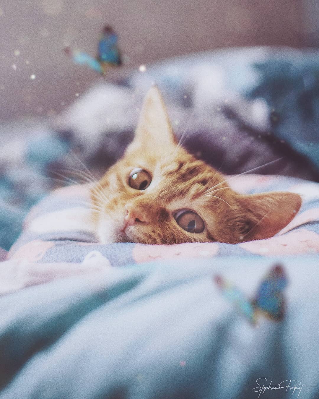 Фото Рыжий котенок в одеяле, by sphantasy_art