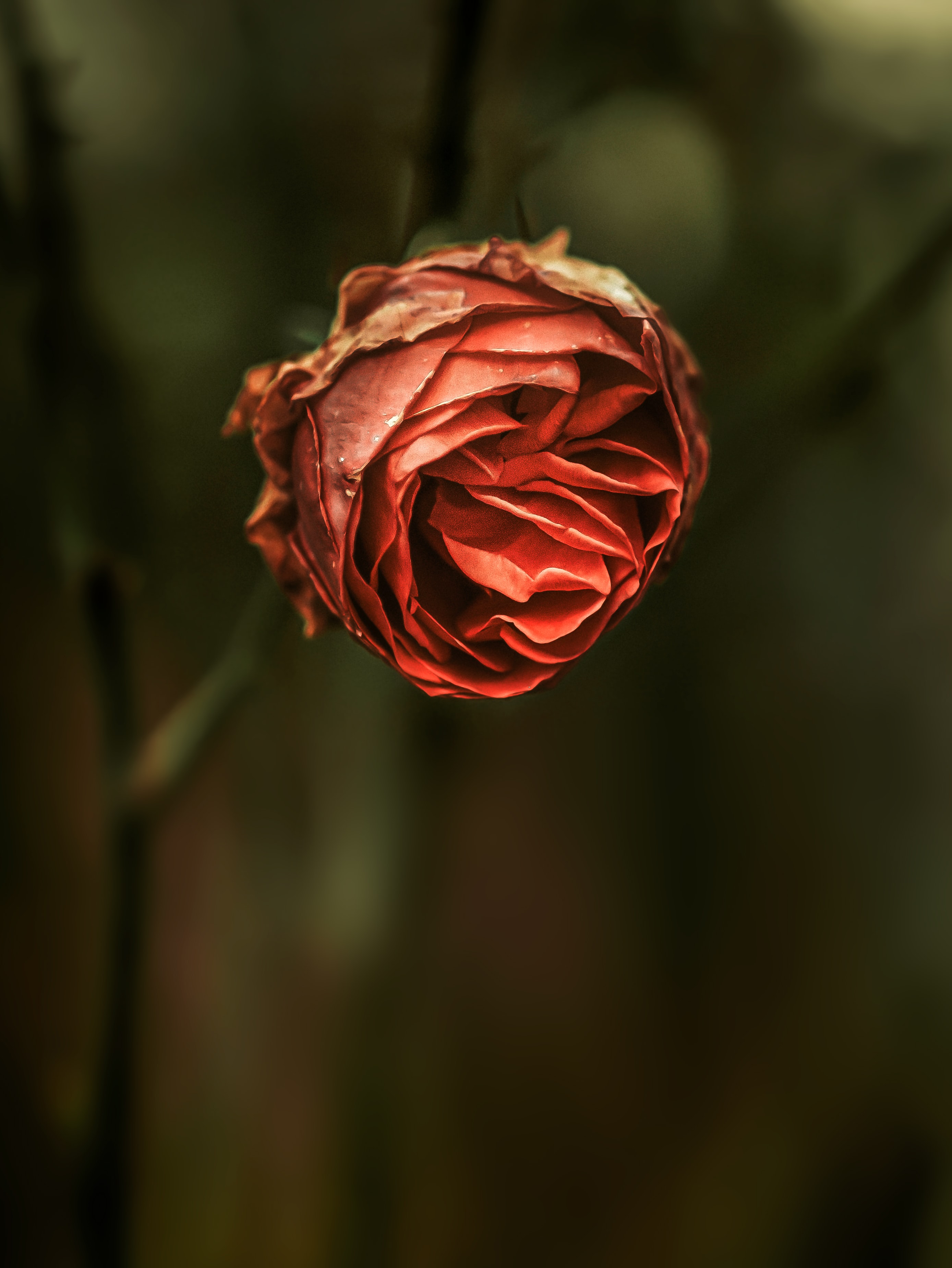 Фото Бутон красной роза на размытом фоне