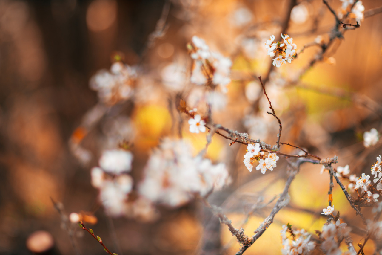 Фото Цветущая вишневая ветвь, фотограф Olaf Meyer