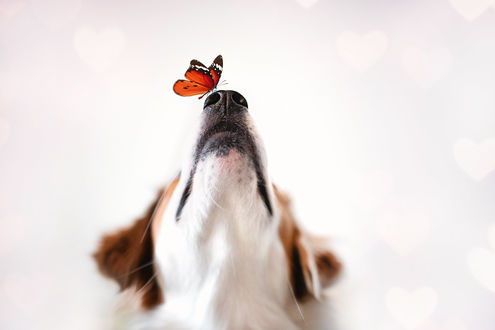 Фото Пес с бабочкой на носу, by Wolfskuss