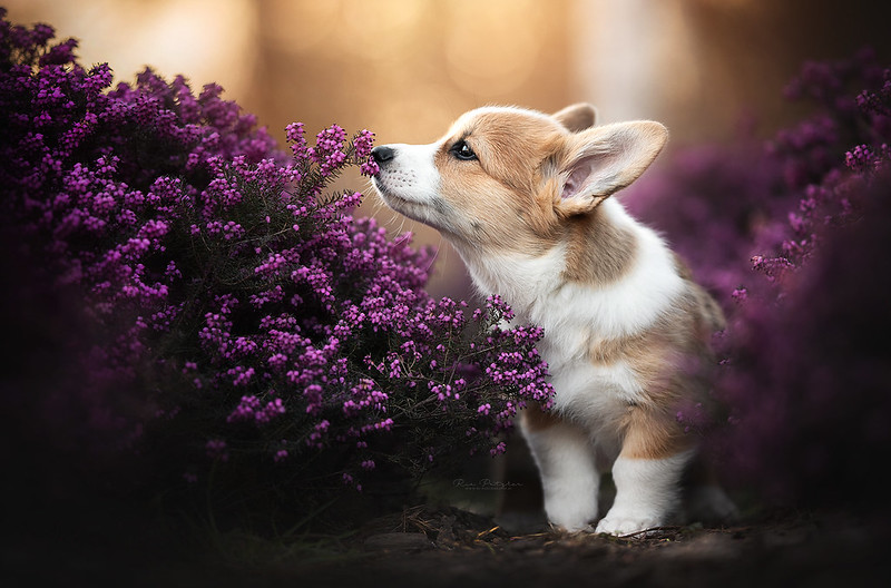 Фото Собака пород вельш-корги у цветущих кустиков, by Wolfskuss - Ria Putzker Photography