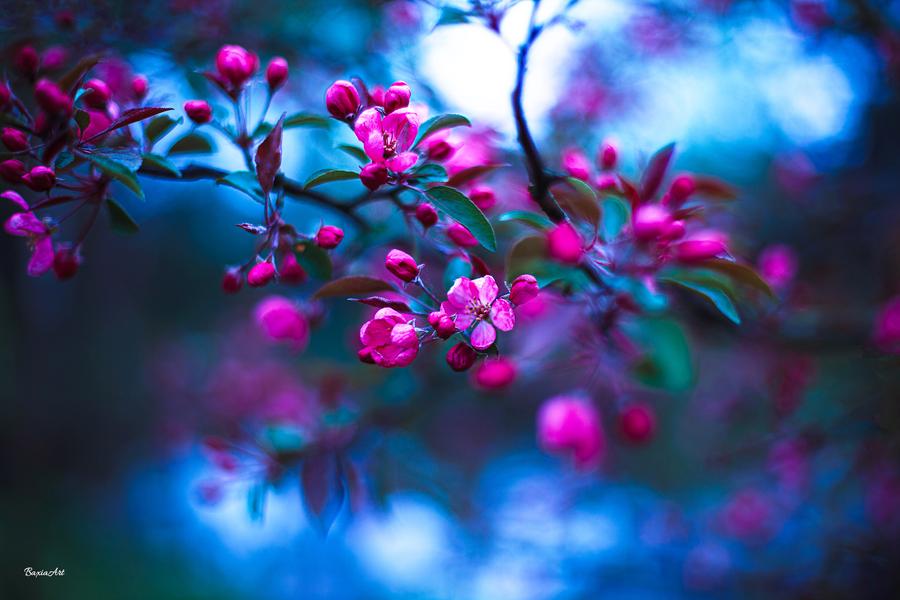 Фото Весенняя цветущая ветка, by BaxiaArt