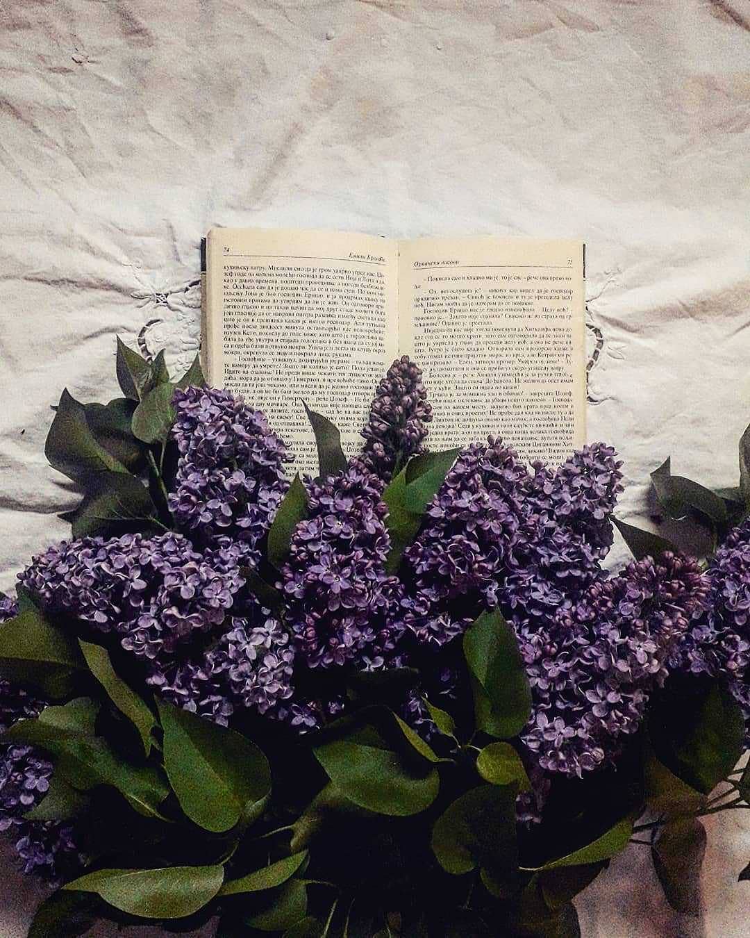 Фото Сирень на открытой книге, by tv_neatly_