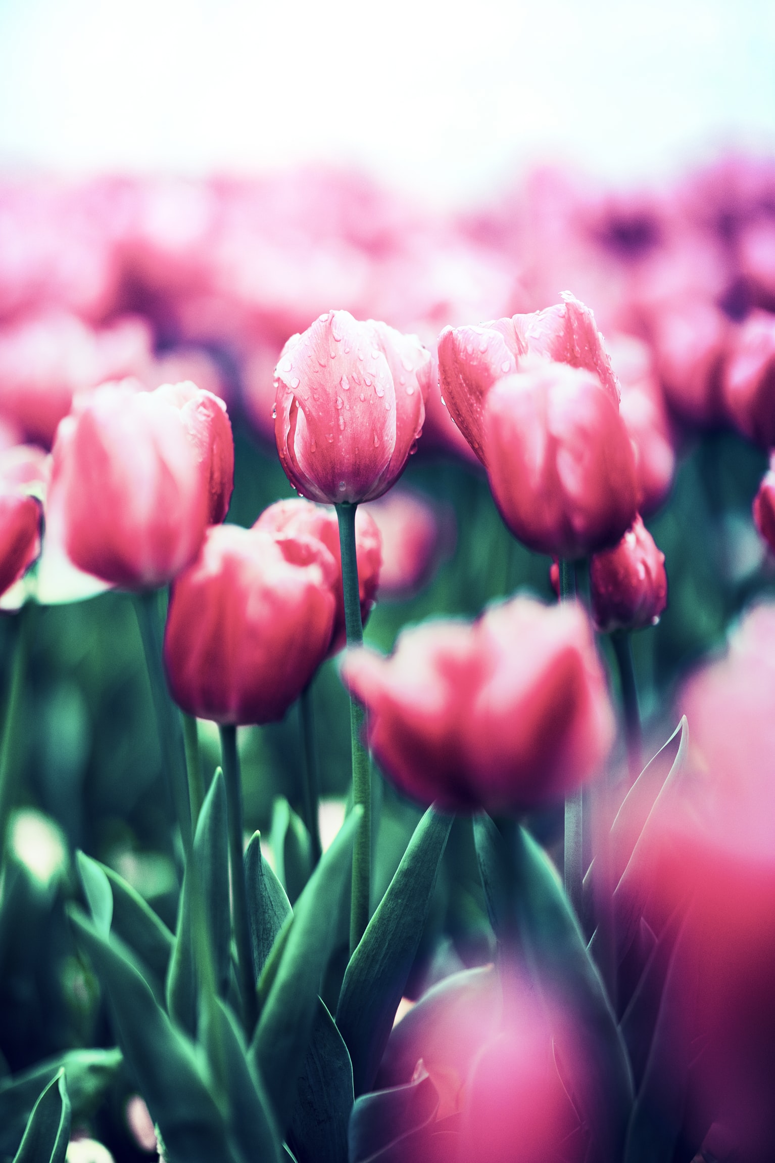 Фото Розовые тюльпаны, by Jerry Wang
