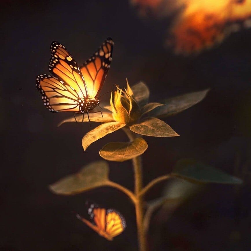 Фото Светящаяся бабочка сидит на ростке, by calop_Calob Castellon