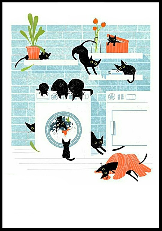 Фото Черные котята на полках, стиральной машине и на полу