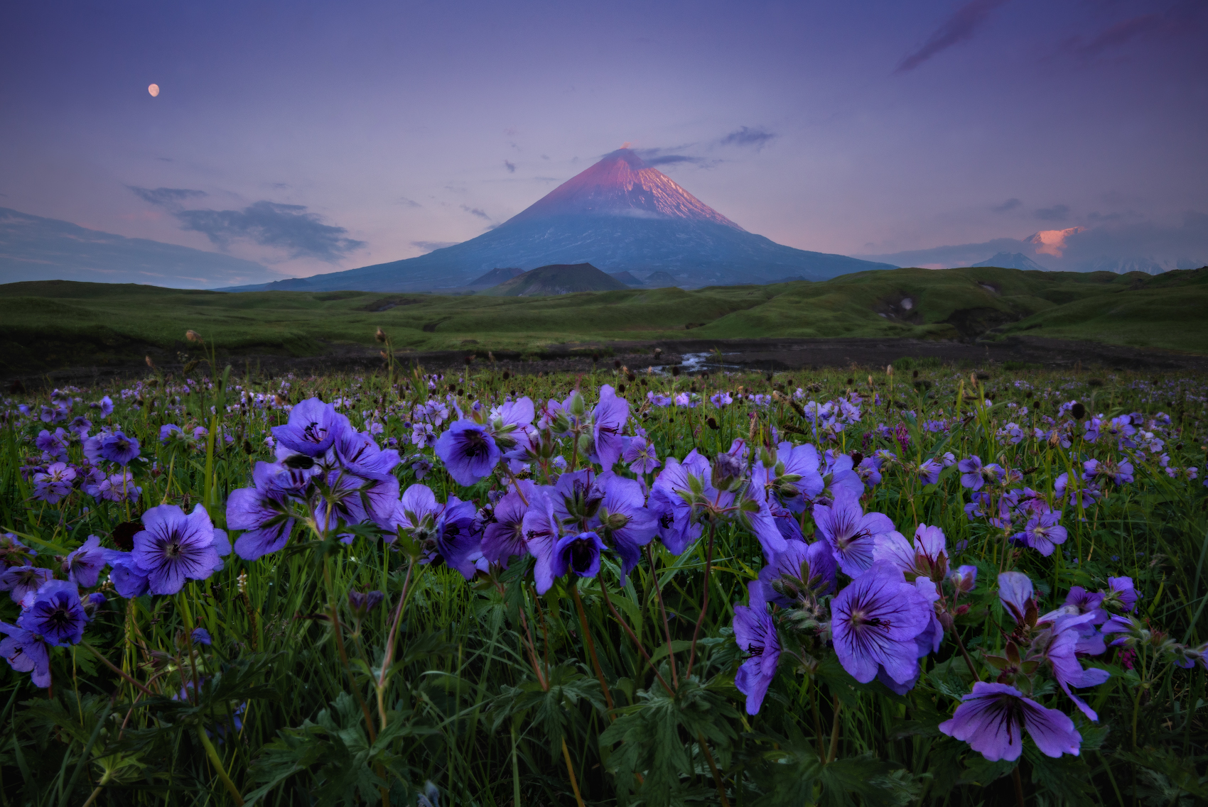 Фото Голубые цветы и вулкан. Камчатка. Фотограф Андрей Грачев