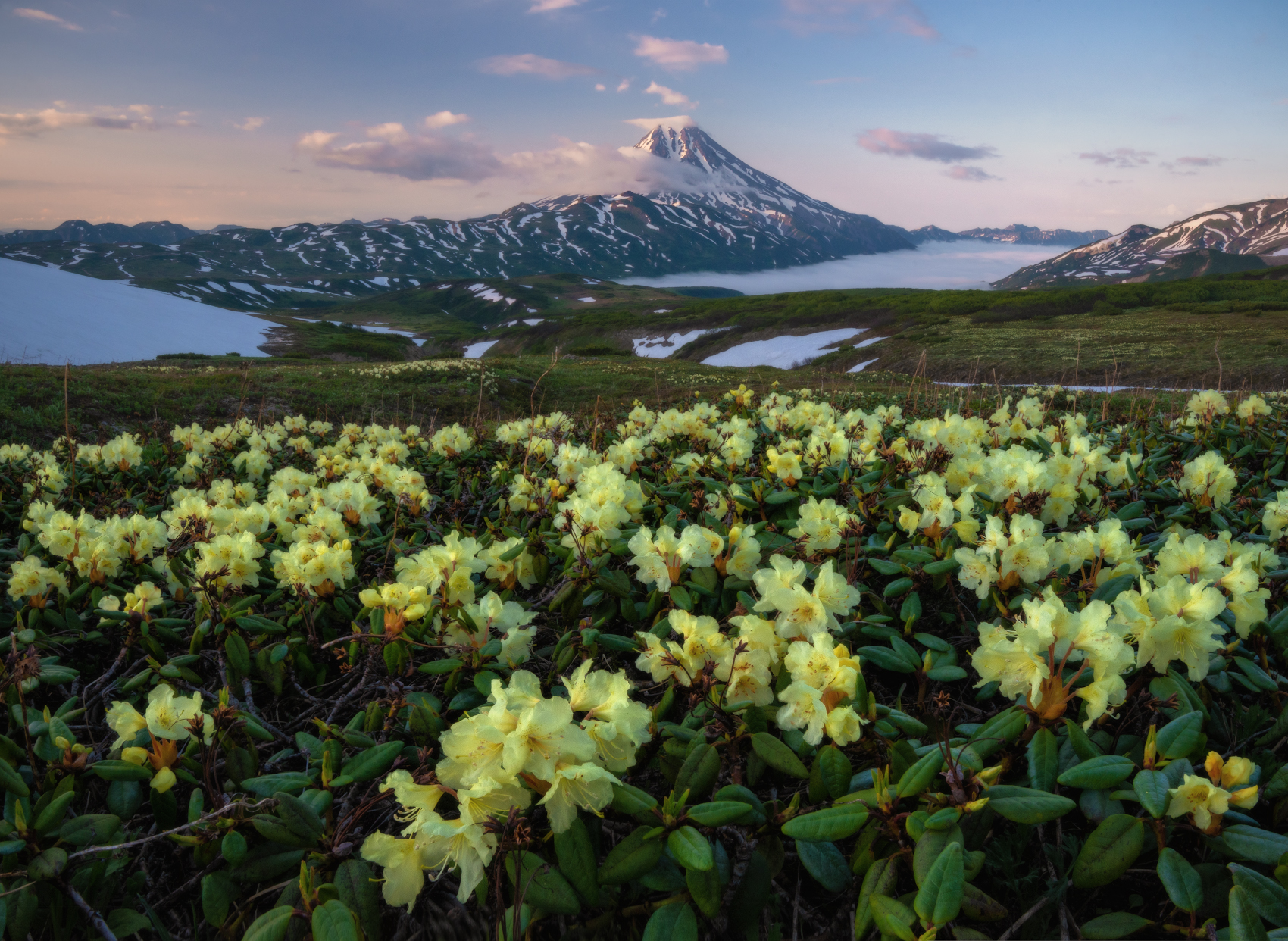 Фото Цветение рододендронов с видом на Вилючинский вулкан. Фотограф Андрей Грачев