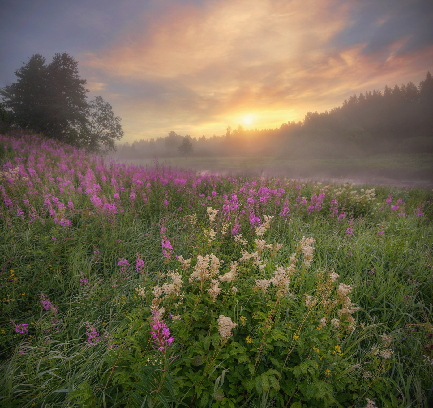 Иван чай фото цветет