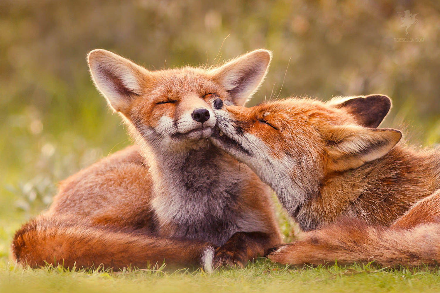 Фото Две лисы на траве, by Roeselien Raimond