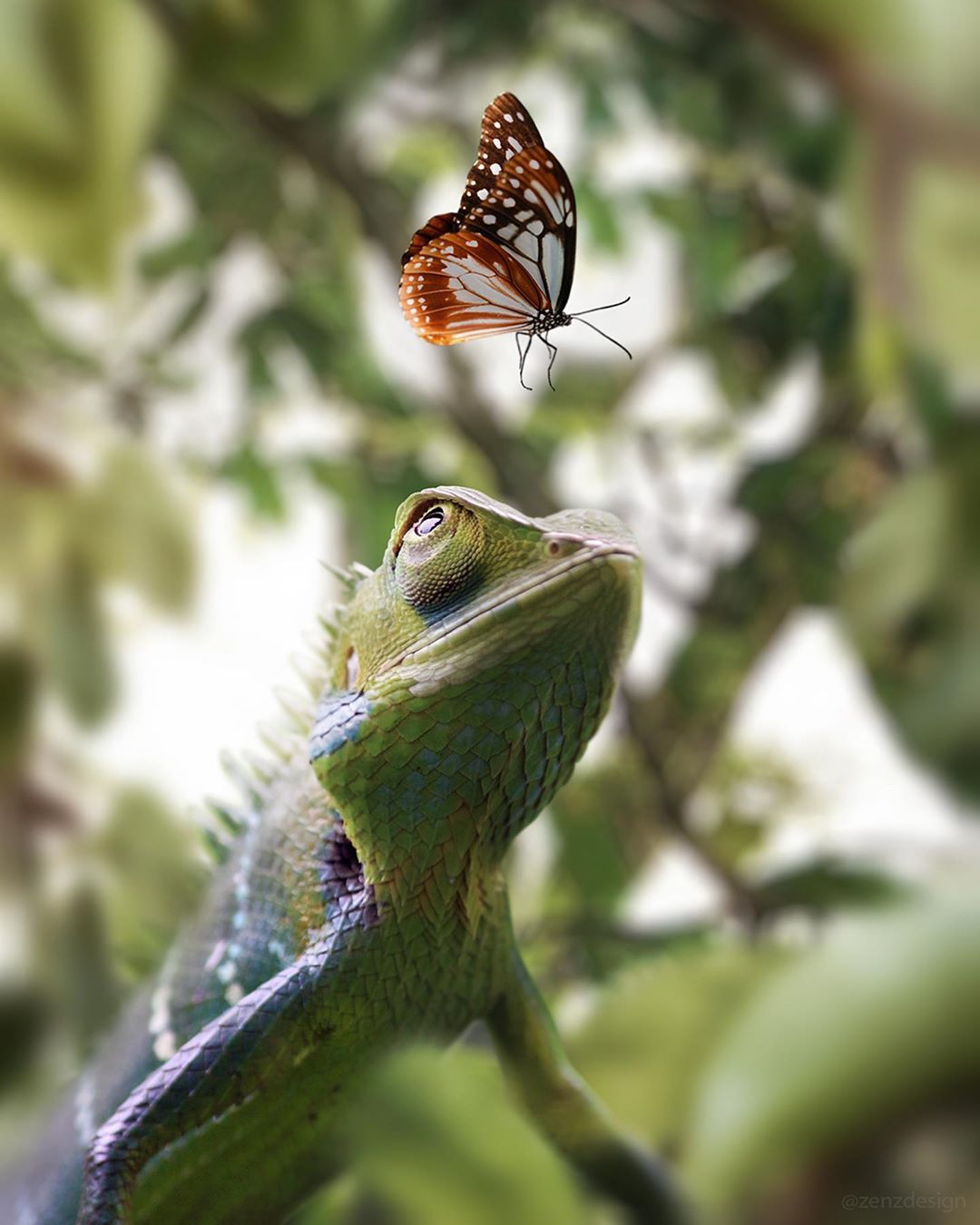 Фото Ящерица смотрит на бабочку, by Zenja Gammer