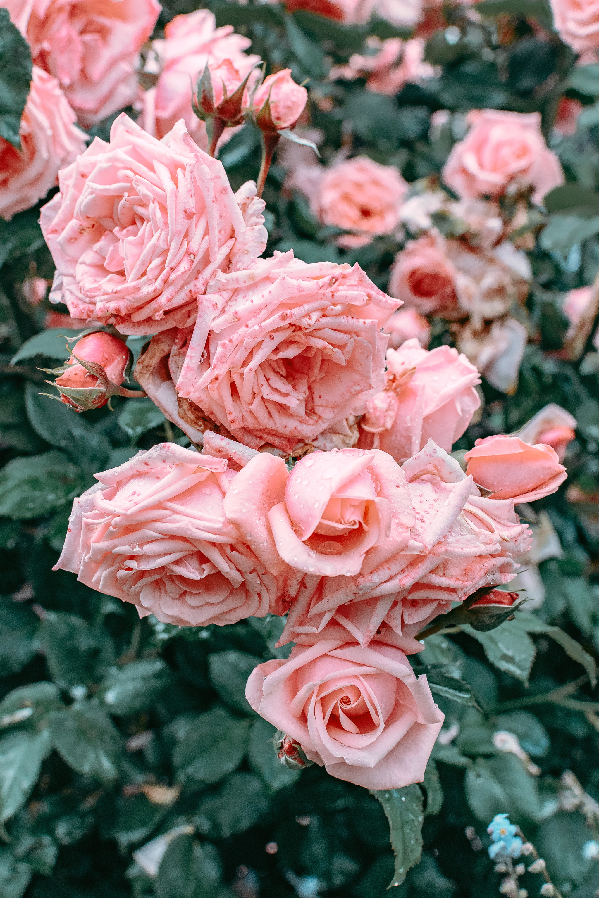 Фото Розовые розы в каплях росы