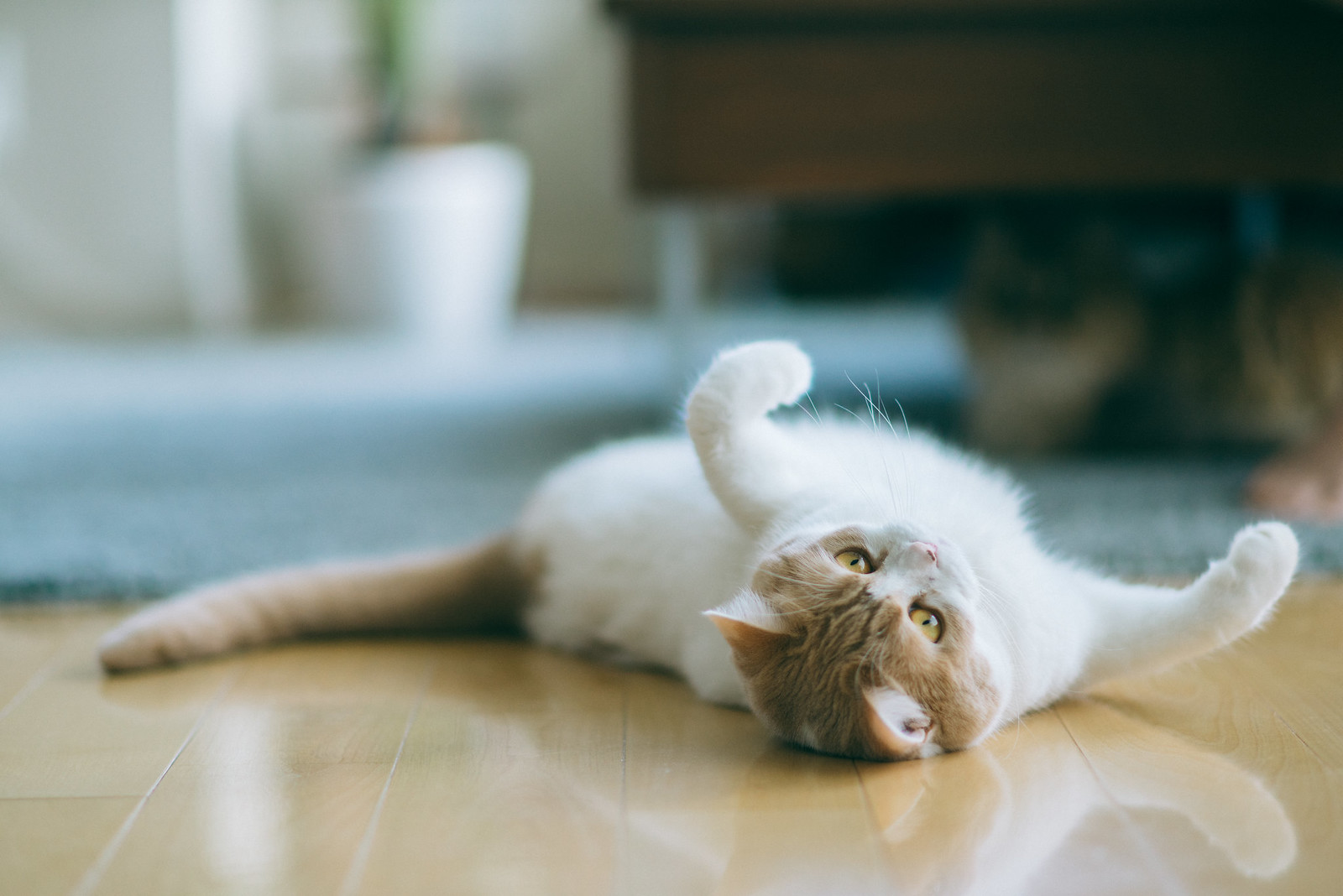 Кошка лежит на полу