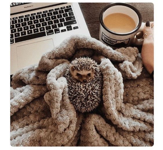 Фото Ежик закутан в вязанную вещь и лежит перед ноутбуком и кружкой кофе