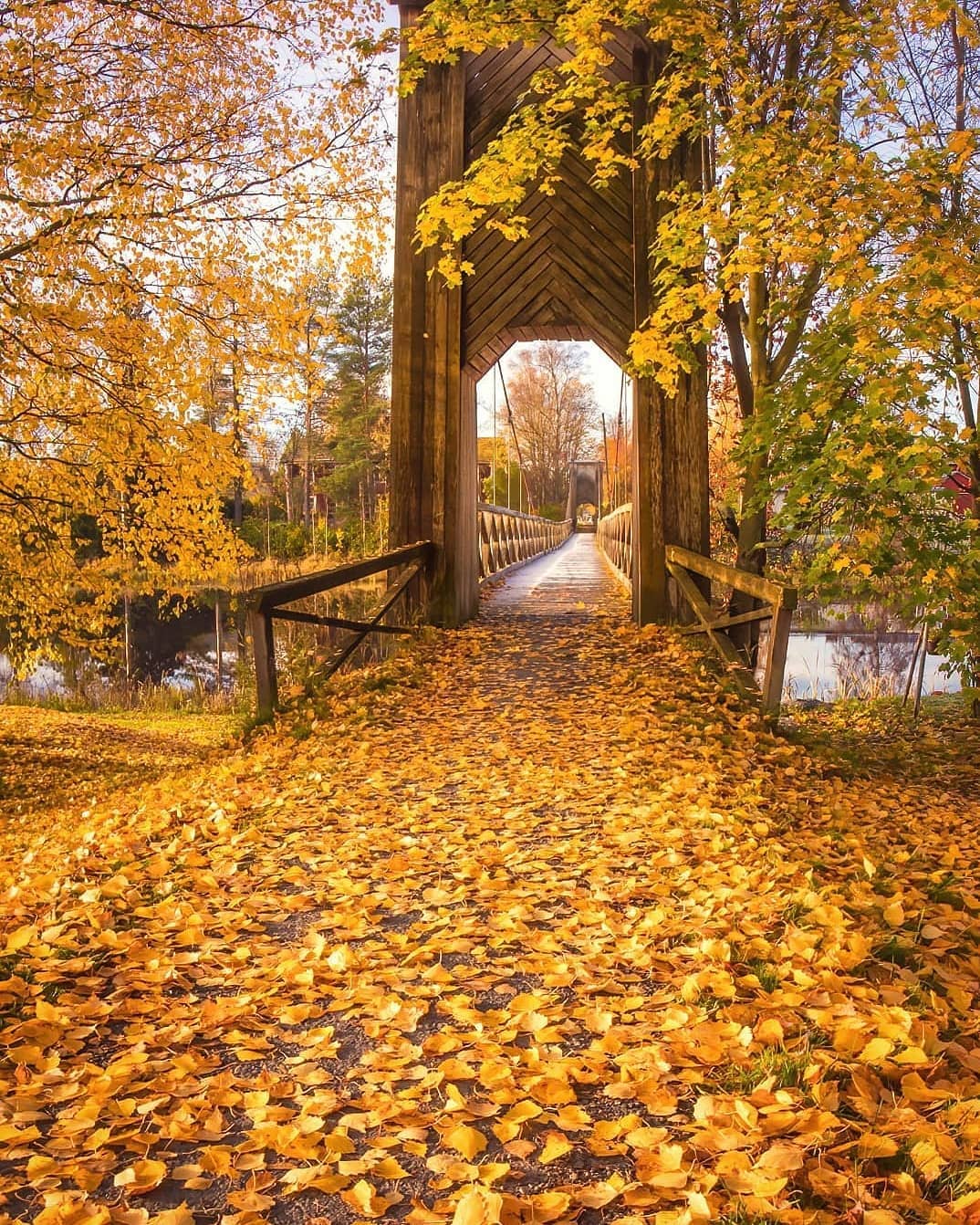Фото Осенний пейзаж с усыпанной листвой дорогой к мосту, автор Jukka Risikko