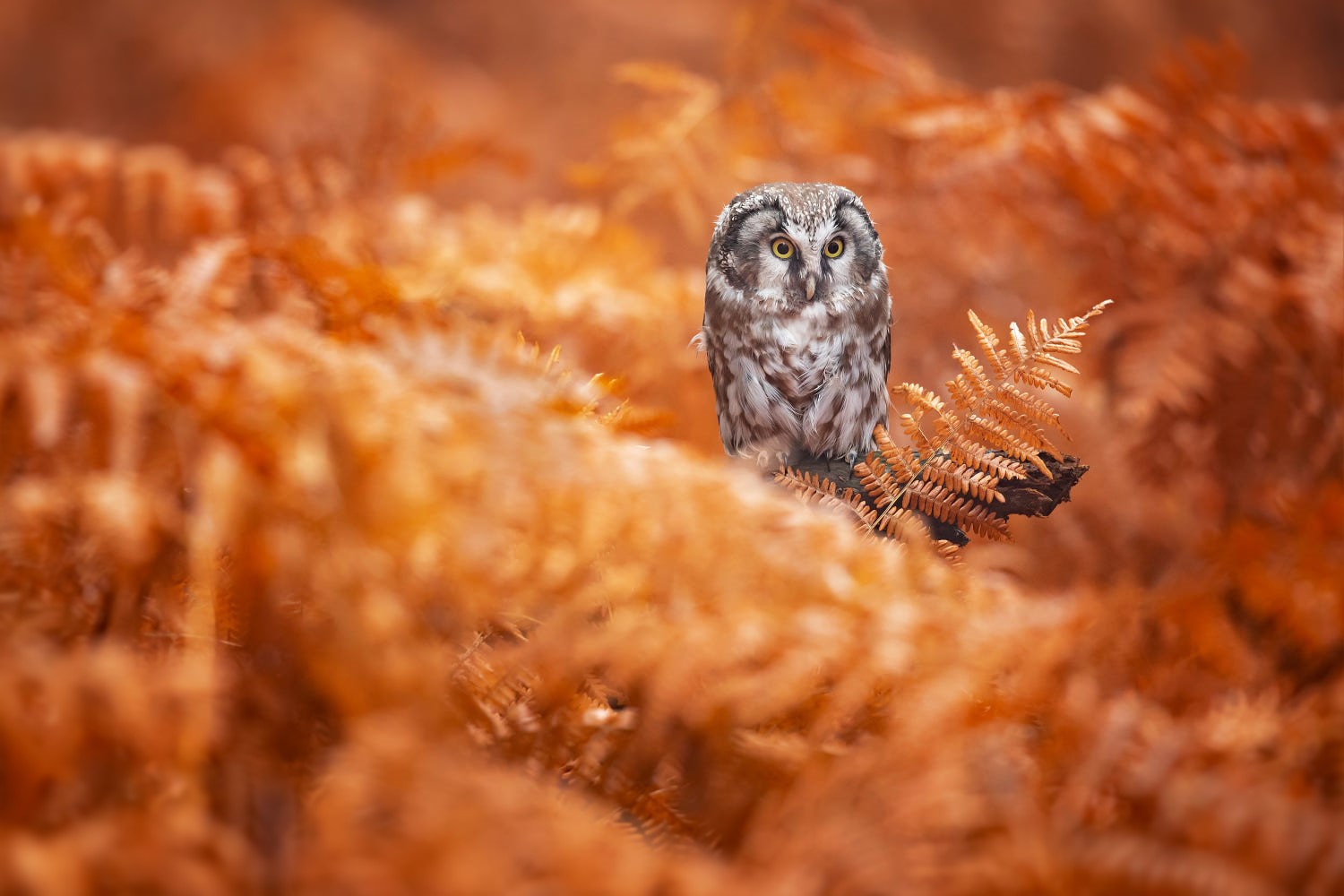 Фото Северная сова среди осенней листвы