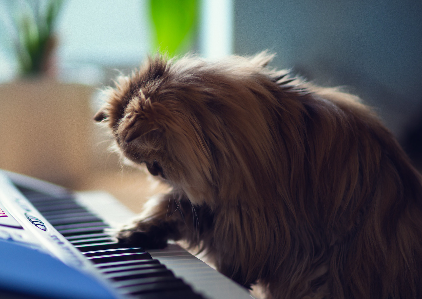 Фото Кошка положила лапку на клавиши, фотограф Ben Torode
