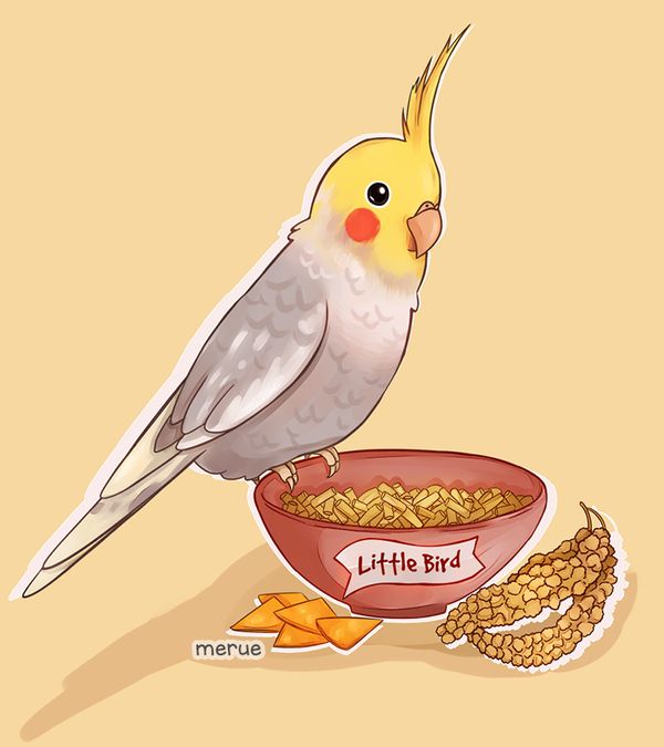 Фото Попугайчик на тарелке с едой, by merue