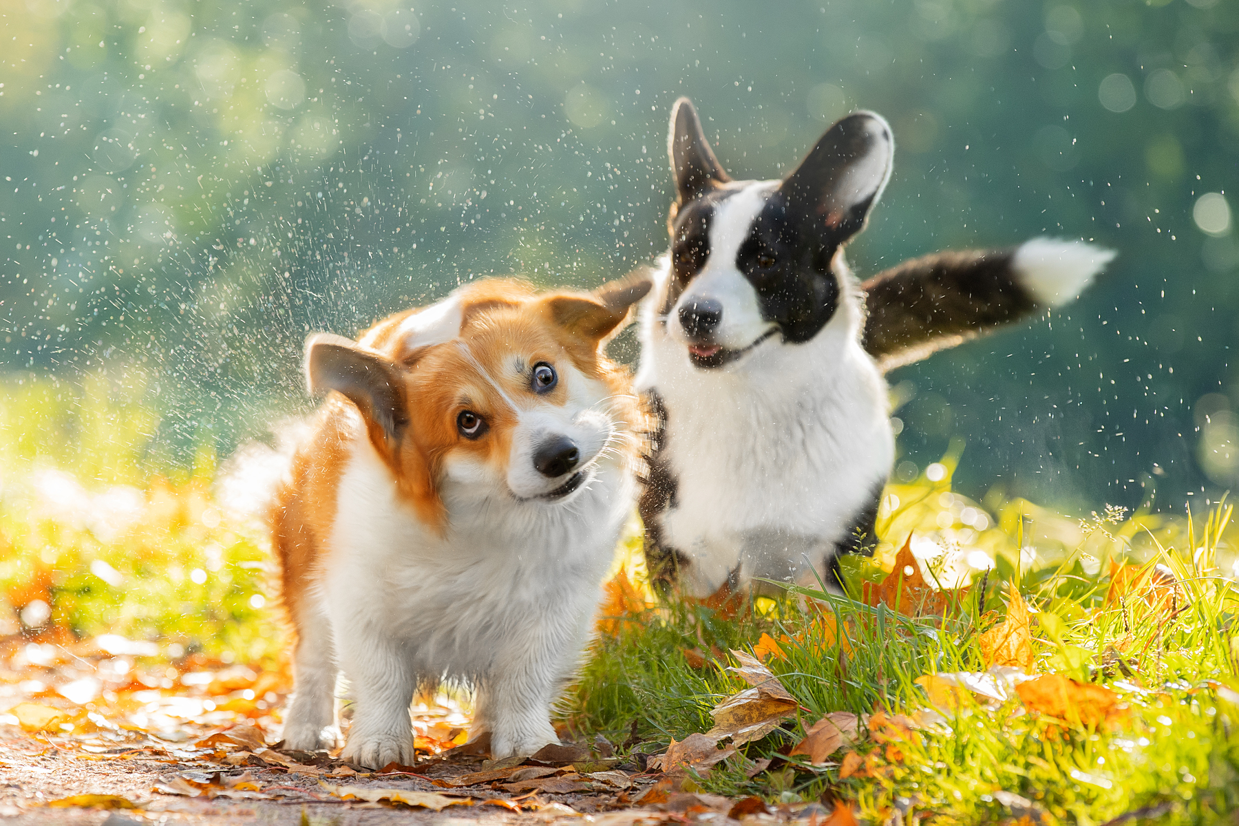 Фото Два щенка вельш-корги на траве и дорожке с осенними листьями, фотограф Писарева Светлана